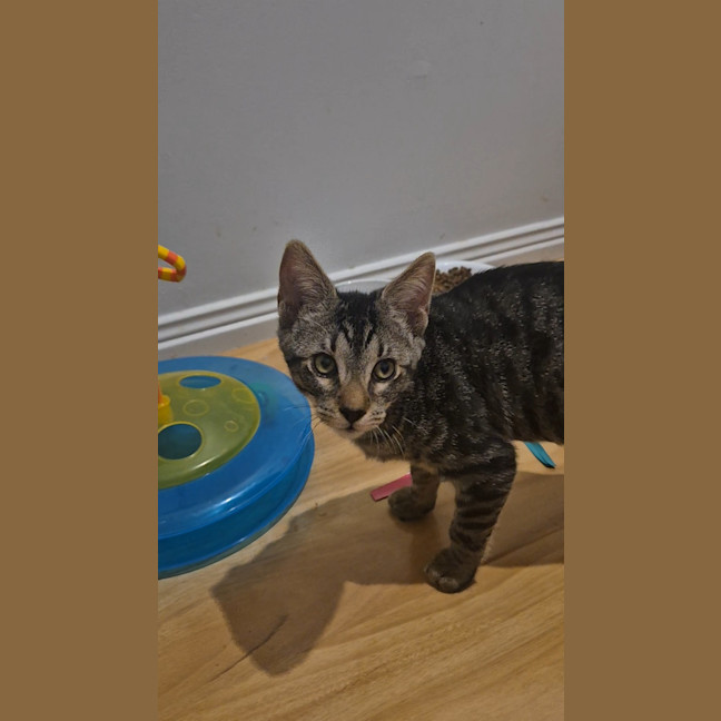 Photo of Milo
