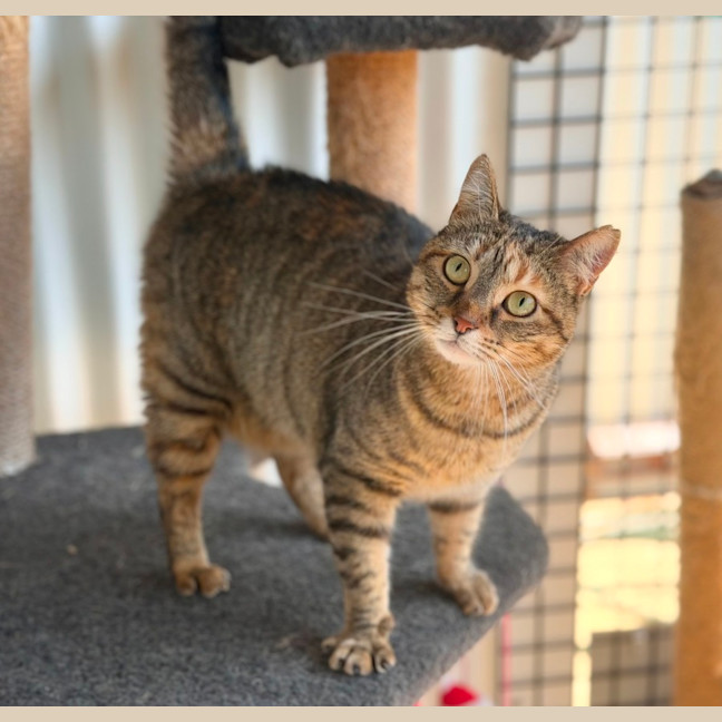 Photo of Zelda