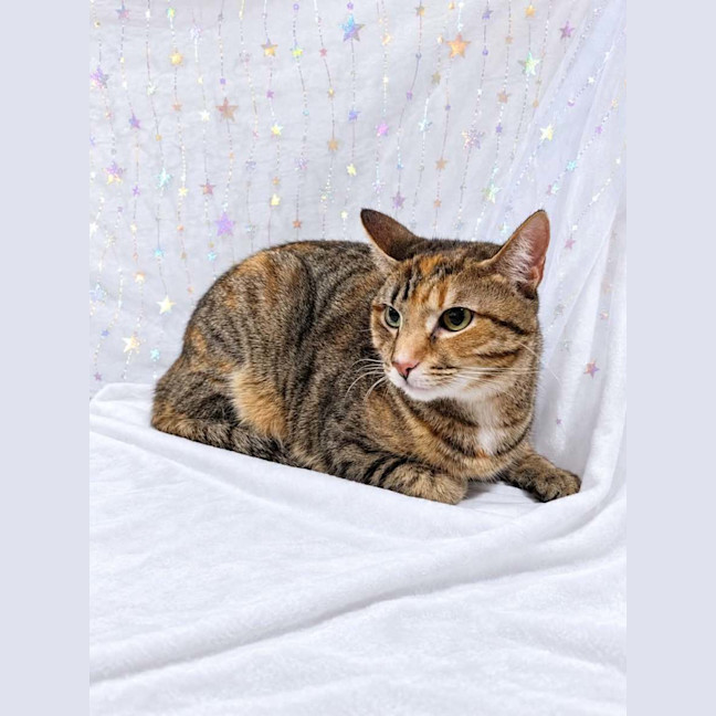 Photo of Mitsuri
