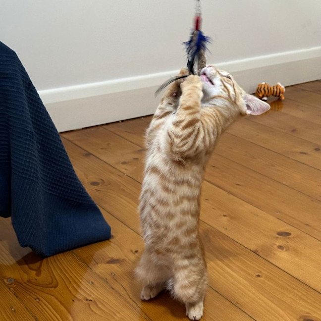 Photo of Simba