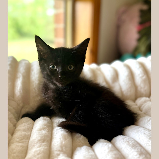 Photo of Obsidian