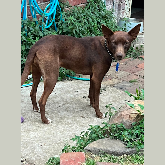 Photo of Cinnamon
