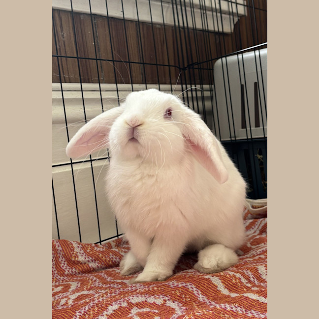 Photo of Asparagus (Bonded To Rhubarb)