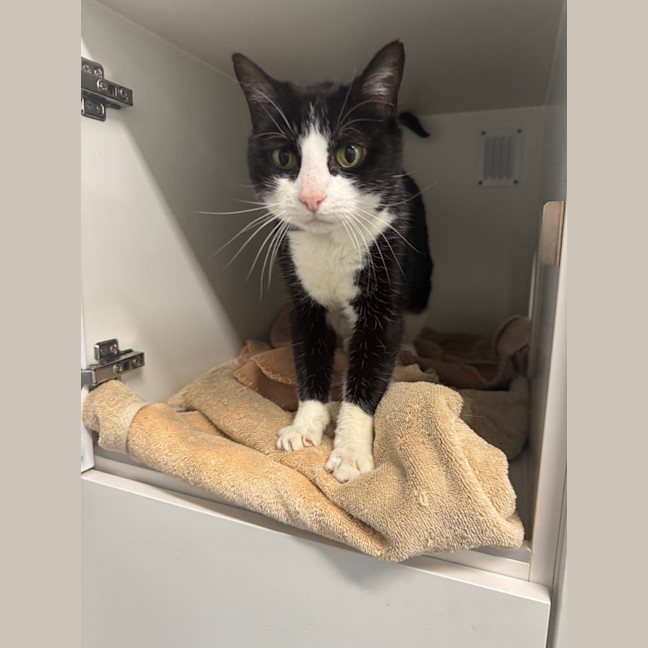 Photo of Oreo