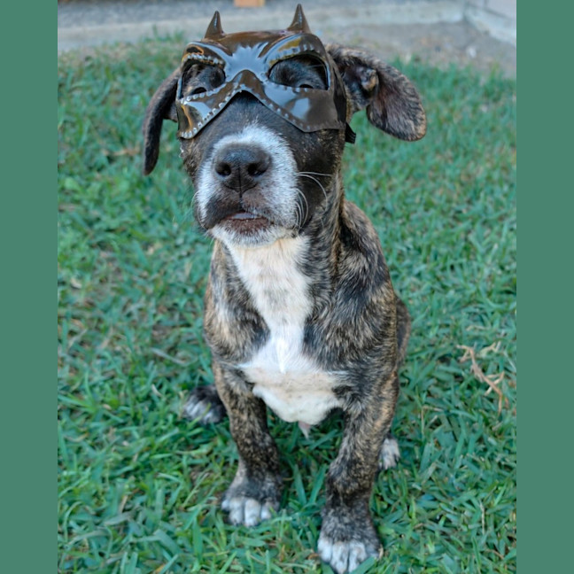 Photo of Churro