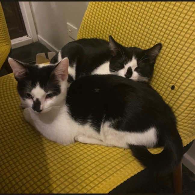 Photo of Berry & Cream