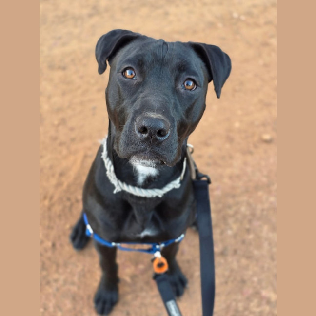 Photo of Rum & Raisin
