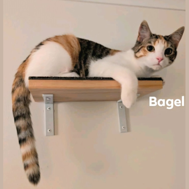 Photo of Bagel