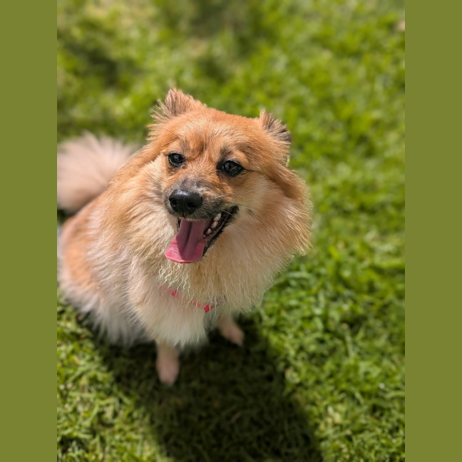 Photo of Blossom