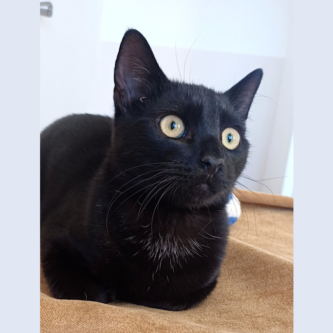 Photo of Raisin