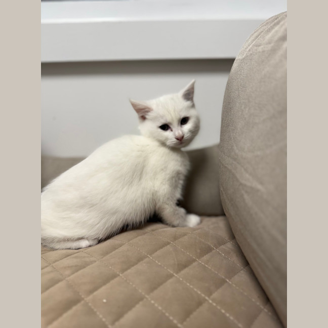 Photo of Lychee (Was Milko)