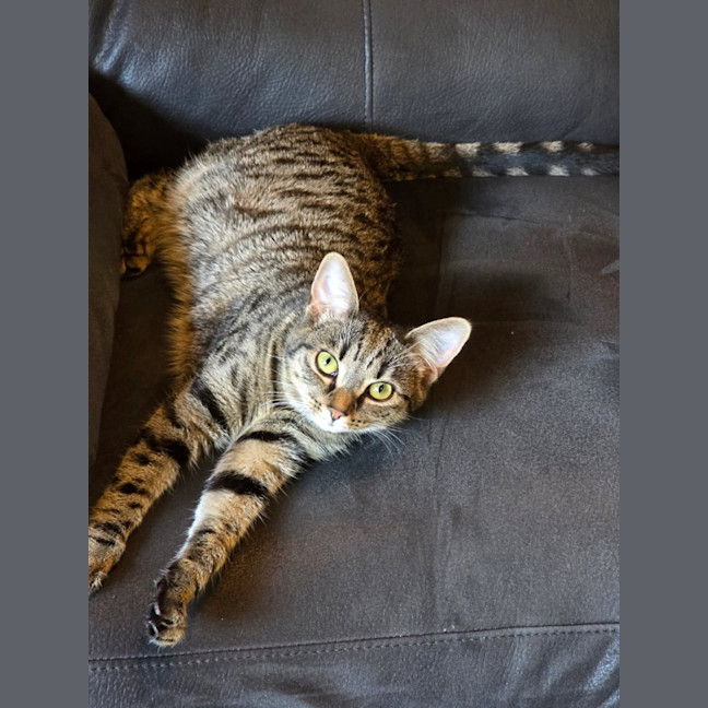 Photo of Walnut
