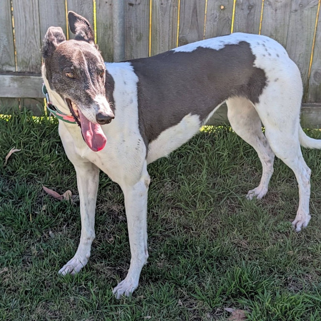 Photo of Tricia The Greyhound