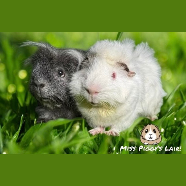 Photo of Frank & Furt