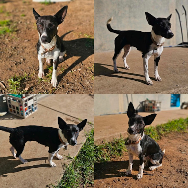 Photo of Pippa