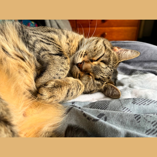 Photo of Stevie *9 Lives Project Rescue*