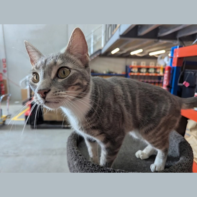 Photo of Ryder**2nd Chance Cat Rescue**
