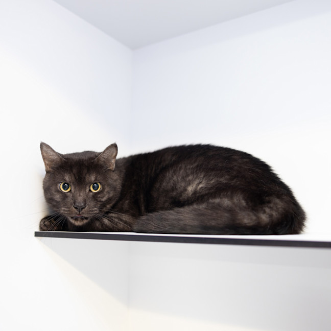 Photo of Milo