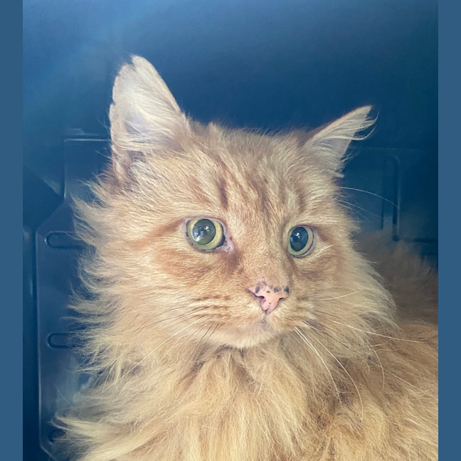 Photo of Henry