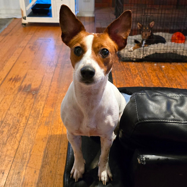 Photo of Trixie