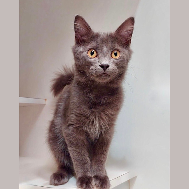 Photo of Earl Grey