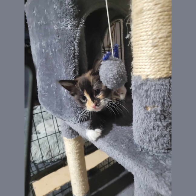 Photo of Mercy *9 Lives Project Rescue*