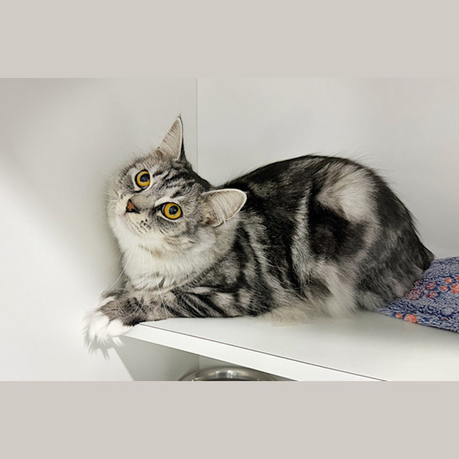 Photo of Tango
