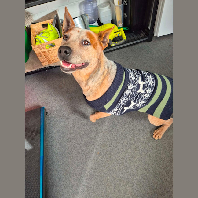 Photo of Barry 🐾