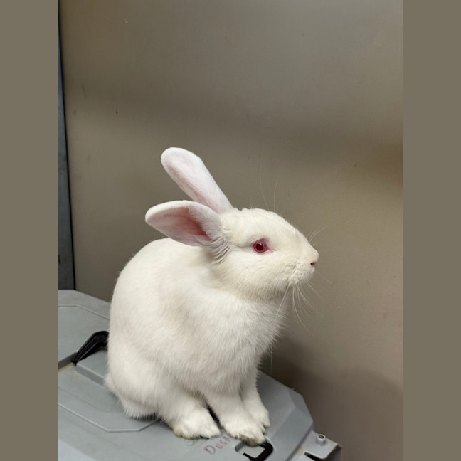 Photo of Bun Jovi