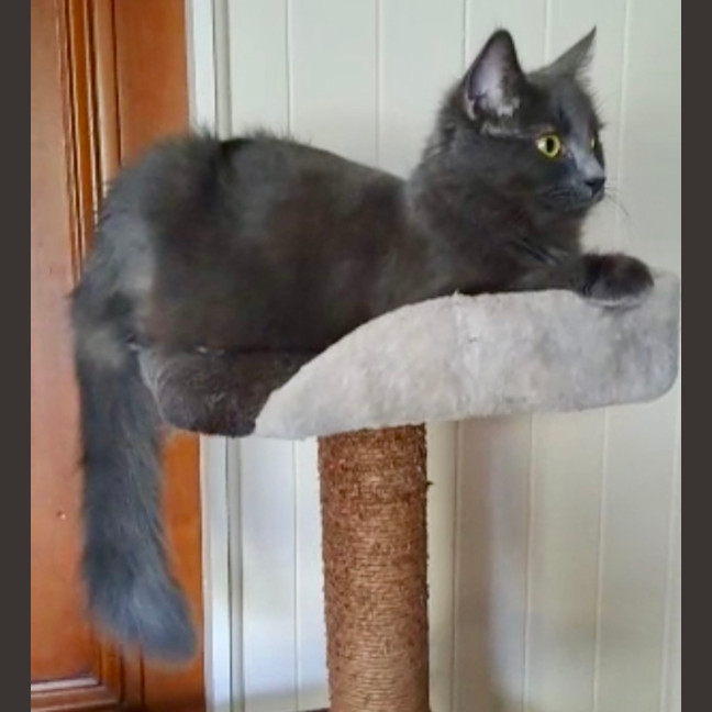 Photo of Gypsy