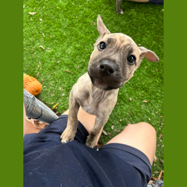 Photo of Buddy