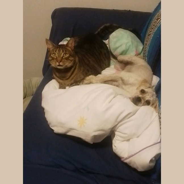 Photo of Tilly💕🐩