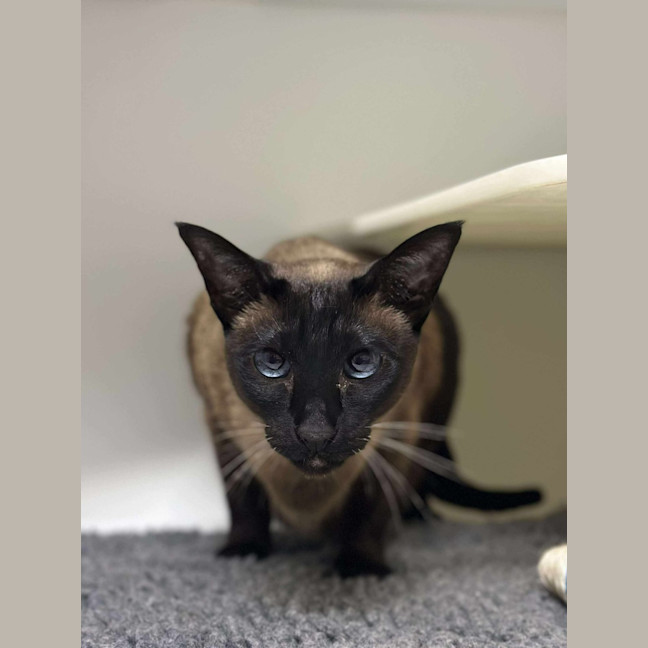 Photo of 👛 Chanel 6496 👛