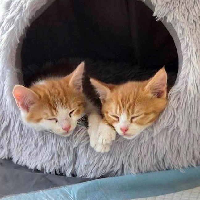 Photo of 🤎 Cinnamon 🤎