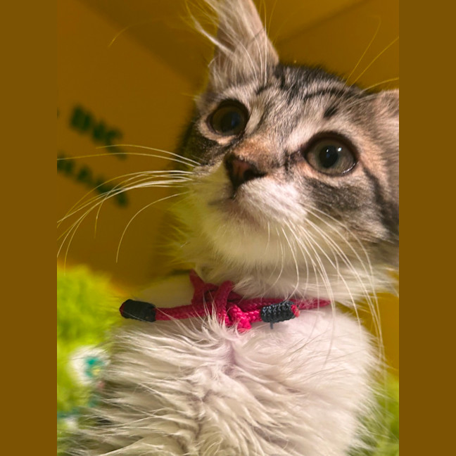 Photo of Taxy