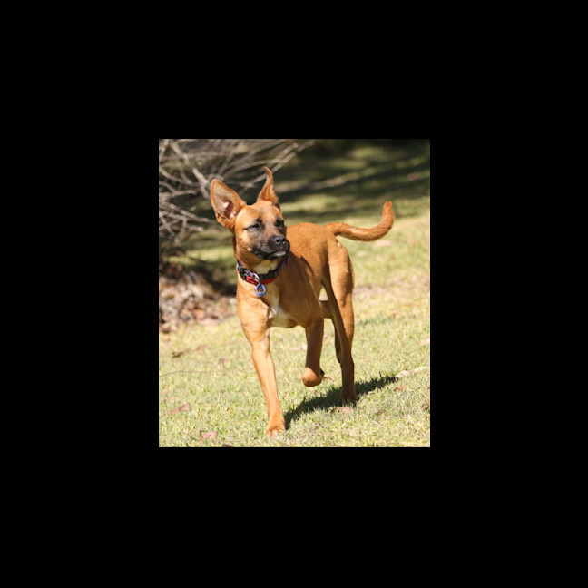 Photo of Aubrey   6 Month Old Mixed Breed