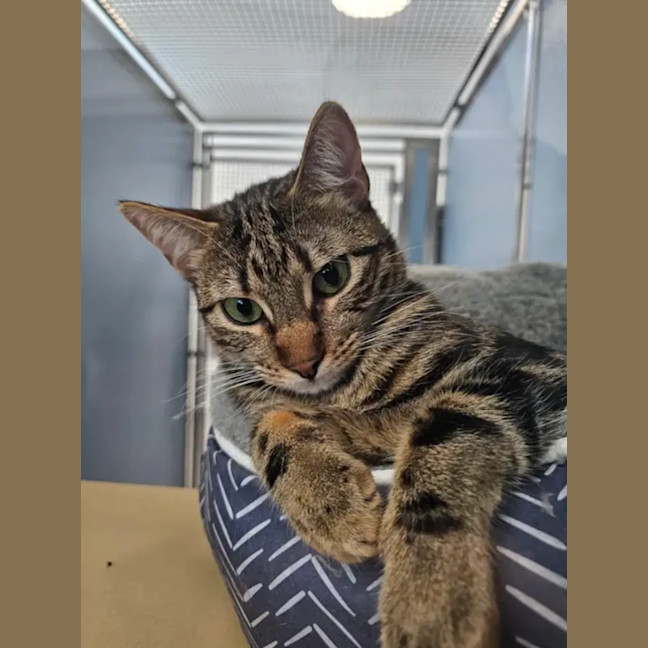 Photo of Biscuit