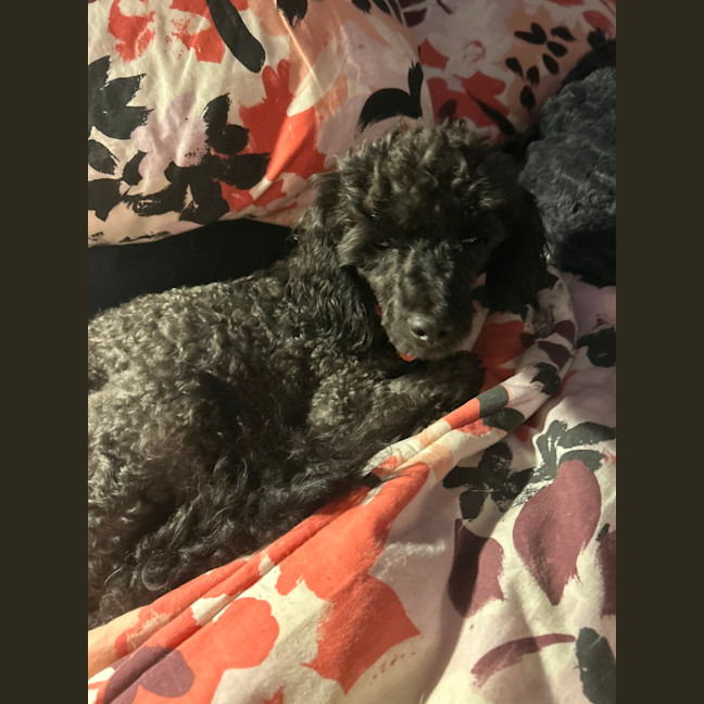 Photo of Bentley