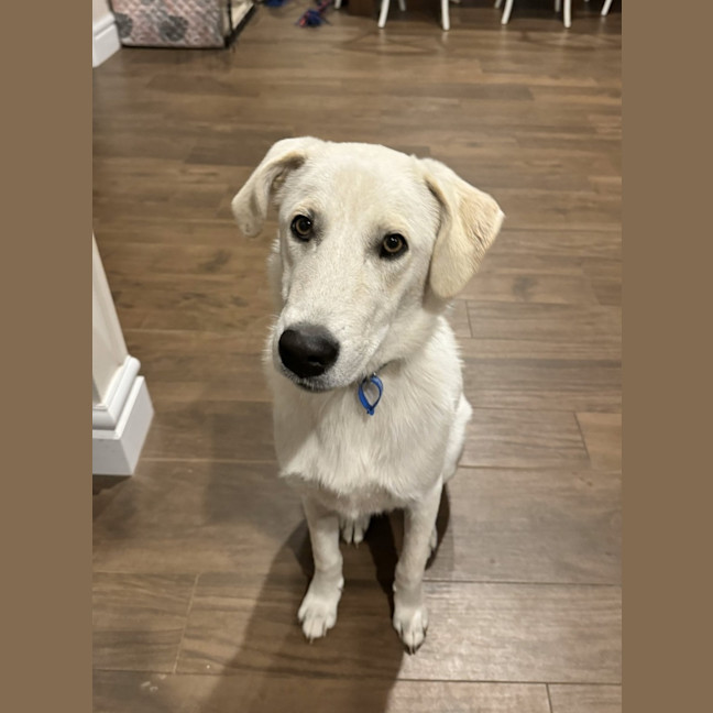 Photo of Bodhi *$350 Adoption Fee*