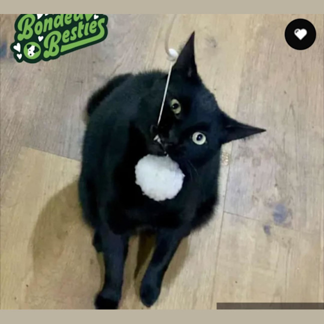 Twisty Located in Reservoir Male Domestic Short Hair Cat in VIC Twisty Located in Reservoir Male Domestic Short Hair Cat in VIC