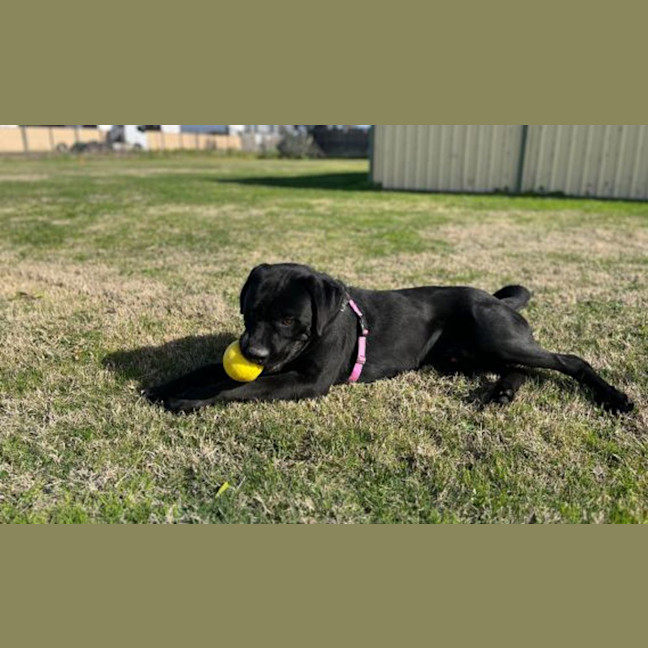 Photo of Bear