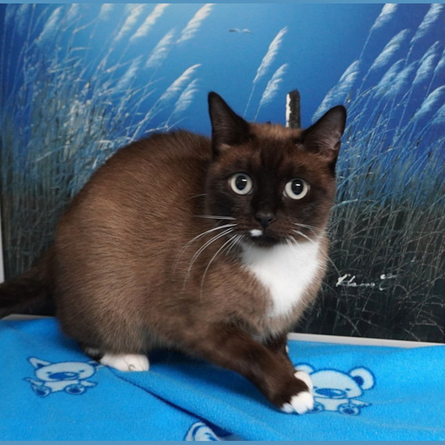 Photo of Cocoa