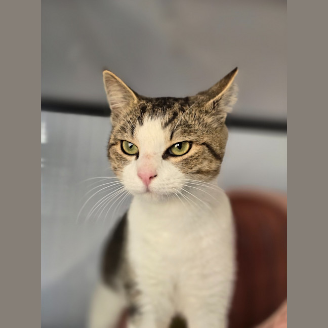 Photo of Bronco   Burnie