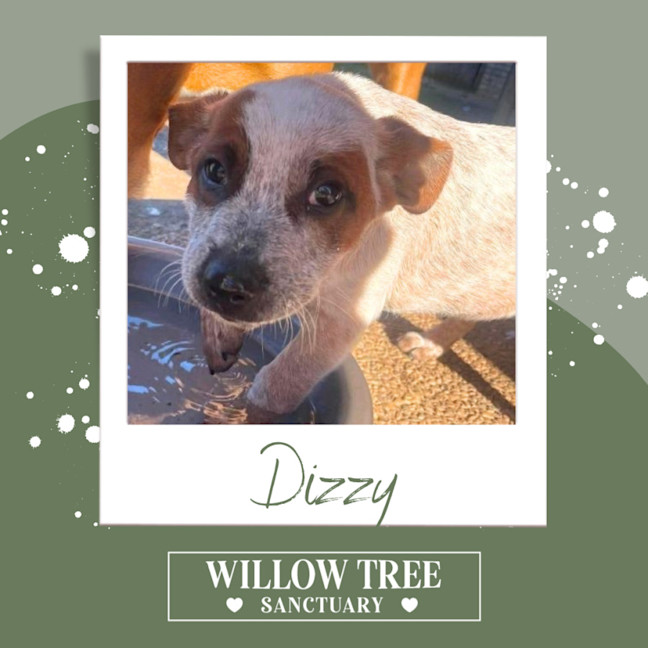 Photo of Dizzy