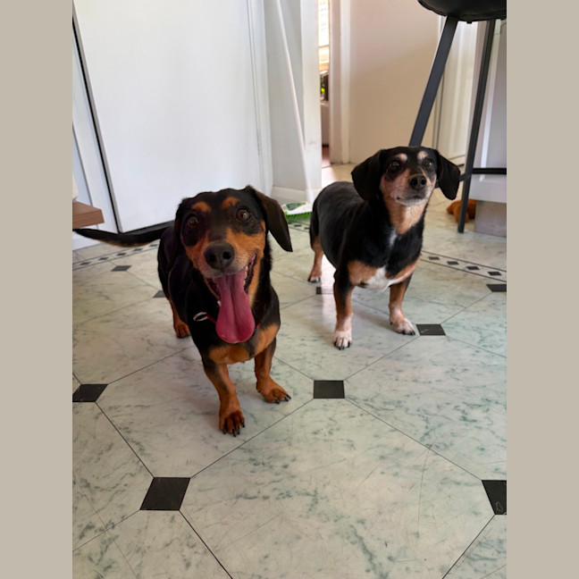 Photo of Sally   8 Year Old Dachshund