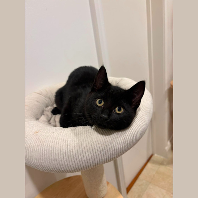 Photo of Vesper