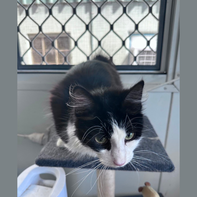 Photo of Bobbit