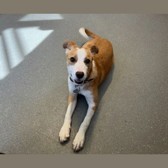 Photo of Maple