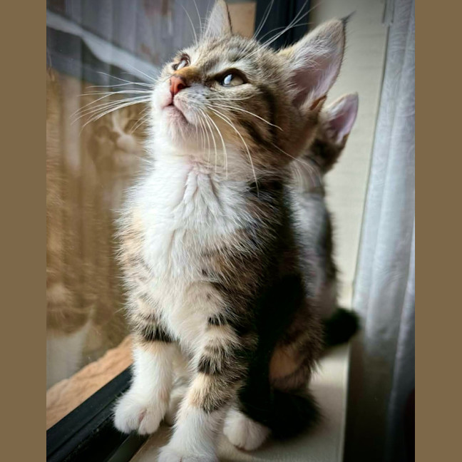 Photo of Eevee