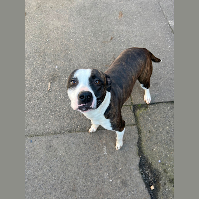 Photo of Stella